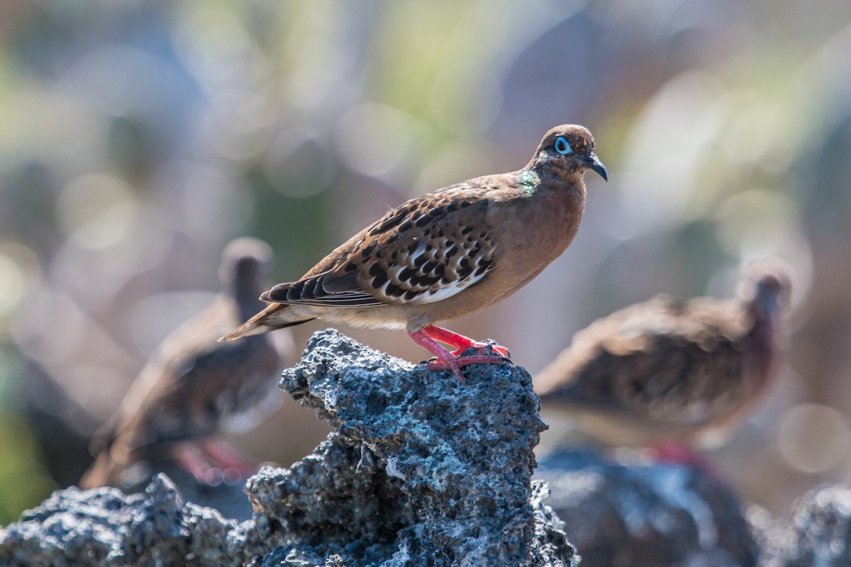 Galapagos Dove - ML615186677