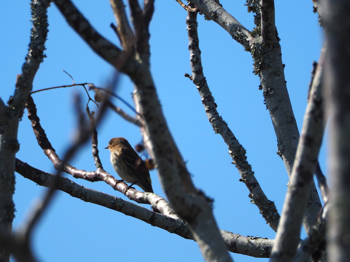 Yellow-rumped Warbler - ML615186698