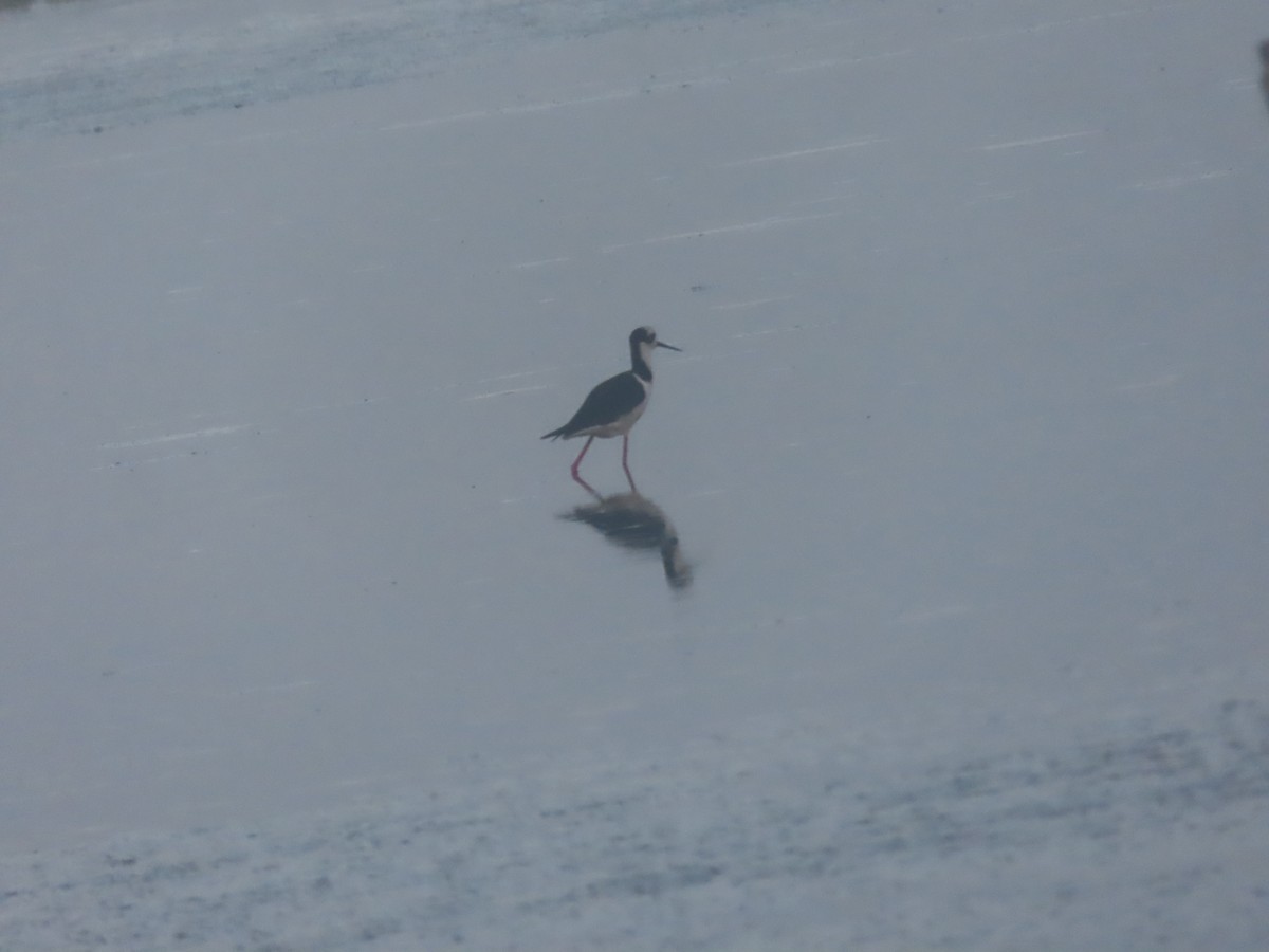 Black-necked Stilt - ML615186729