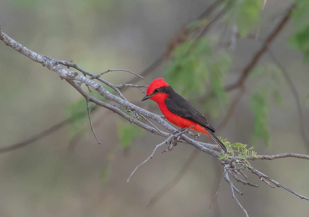 Vermilion Flycatcher (saturatus) - ML615186736