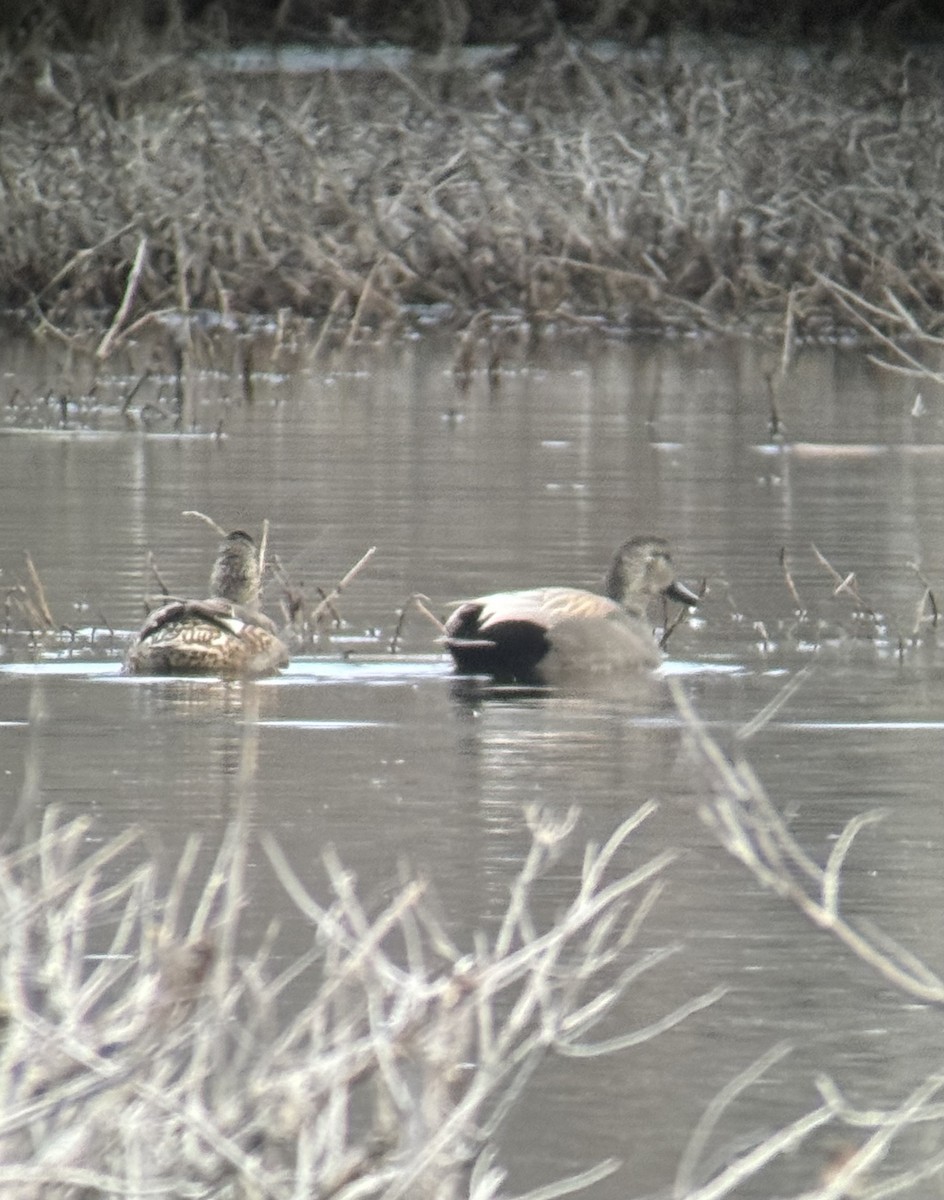 Gadwall - Bruce Black