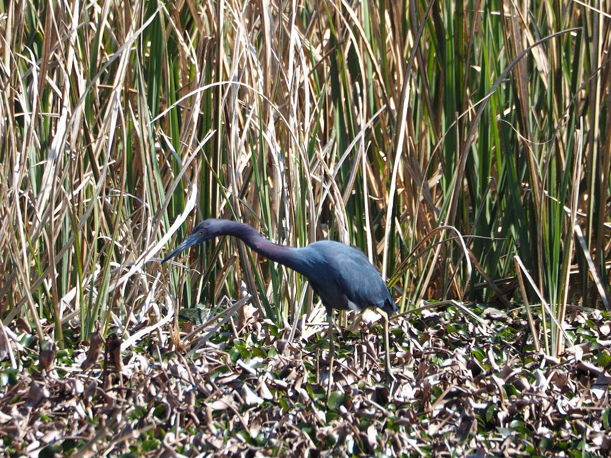 Little Blue Heron - ML615186787