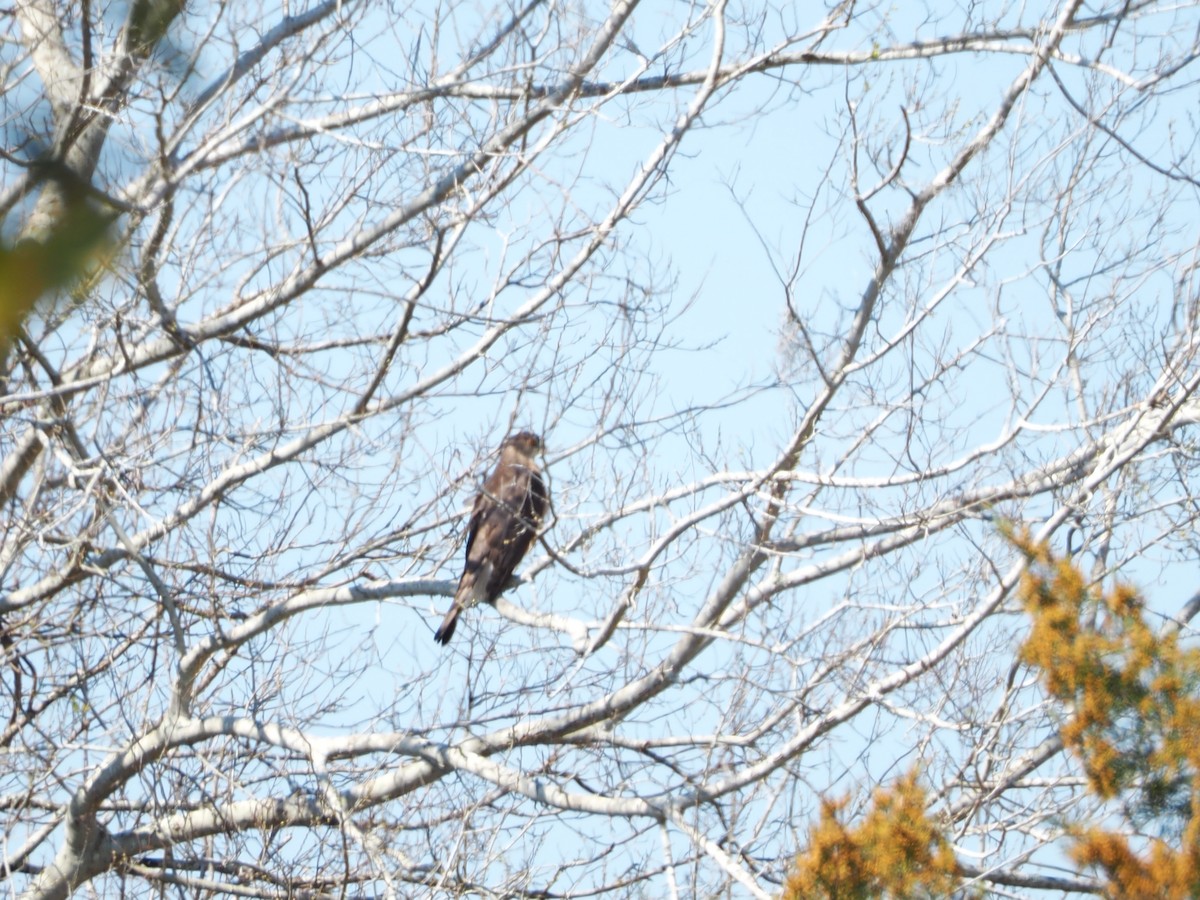 Cooper's Hawk - ML615186798