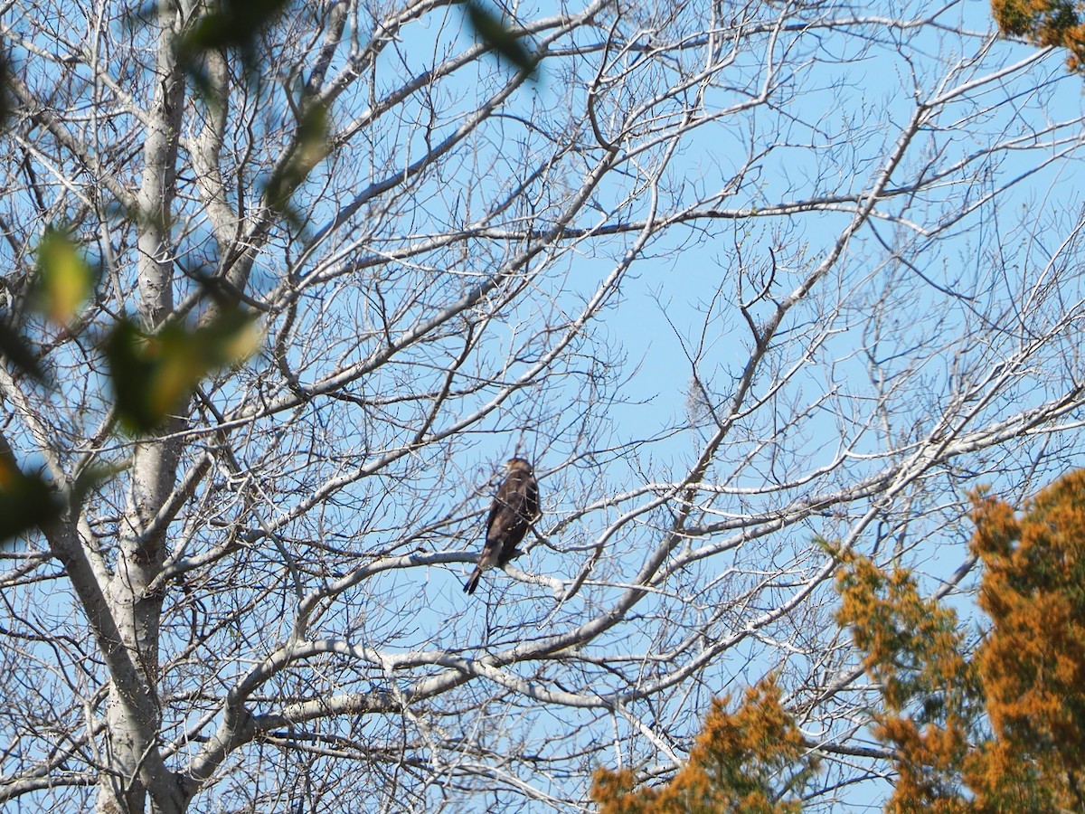 Cooper's Hawk - ML615186800