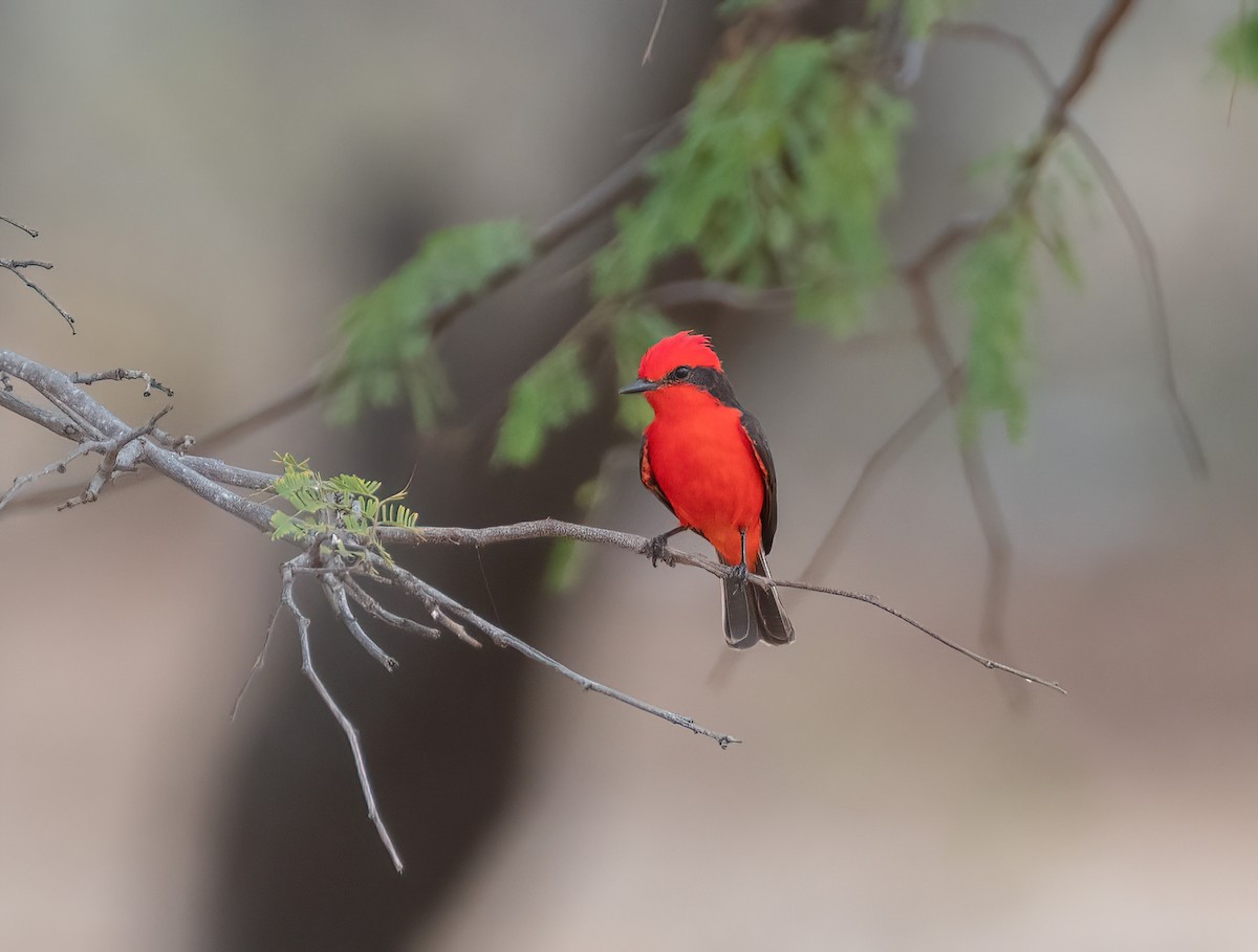 Vermilion Flycatcher (saturatus) - ML615186818