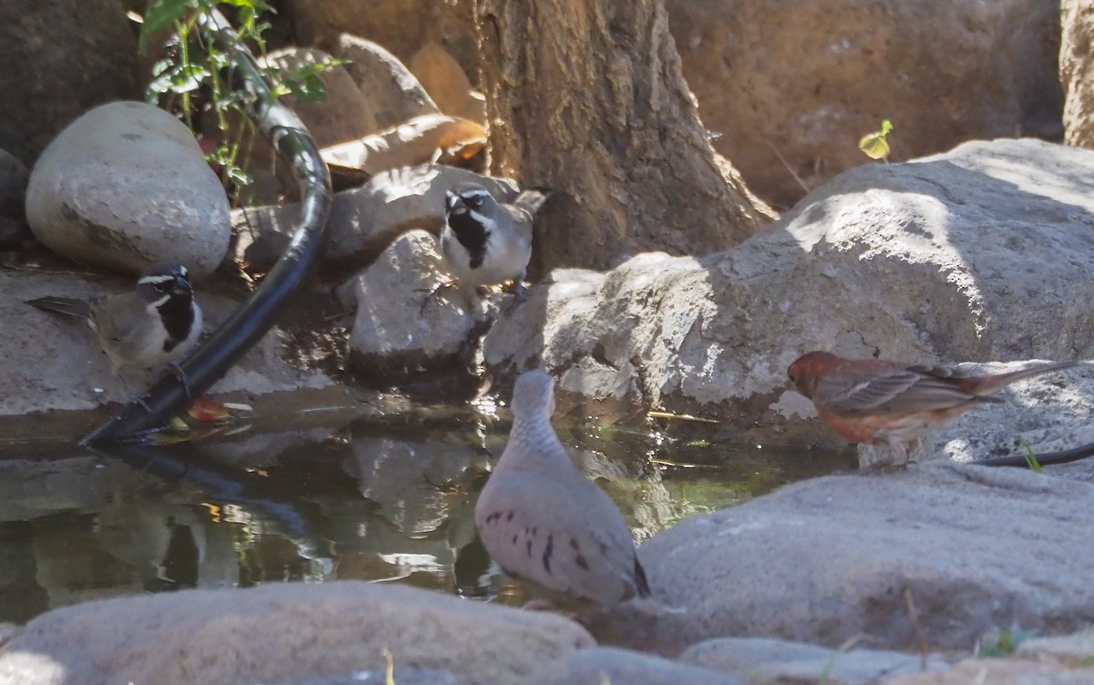 Black-throated Sparrow - ML615186821