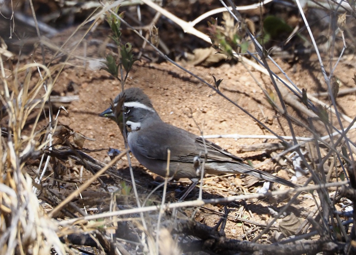 Black-throated Sparrow - Joan Powell