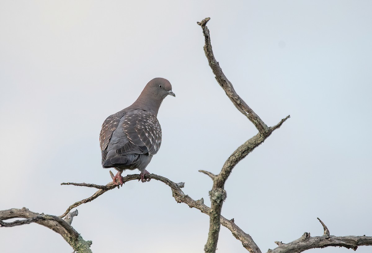 Spot-winged Pigeon - ML615186842
