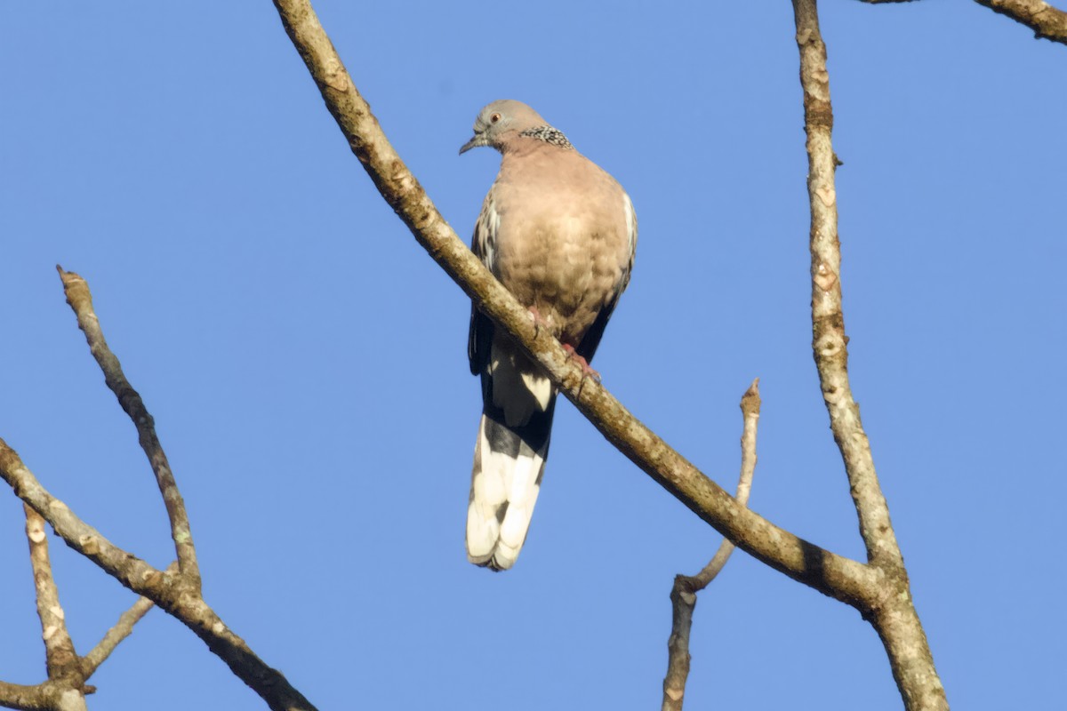 Spotted Dove - ML615186865