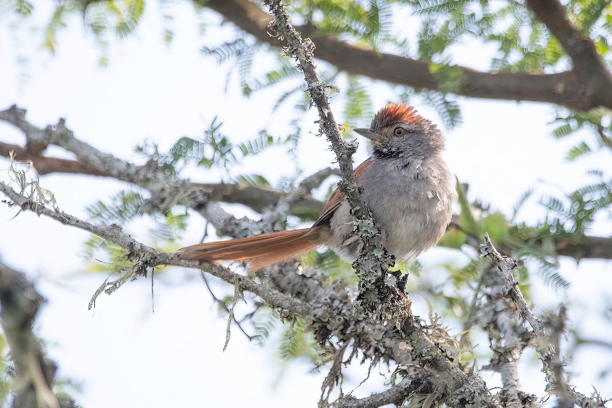Sooty-fronted Spinetail - ML615186872