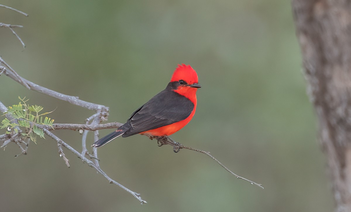 Vermilion Flycatcher (saturatus) - ML615186900