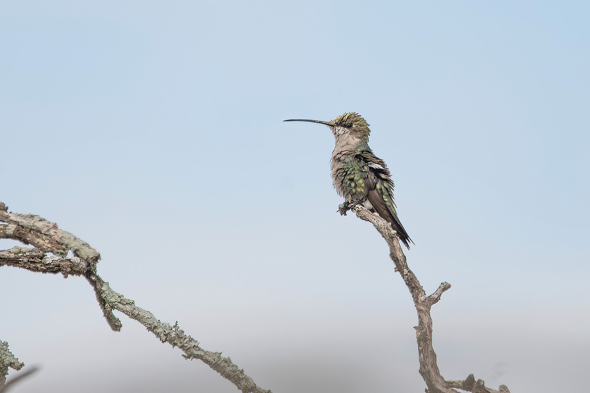 Blaubartkolibri - ML615186909