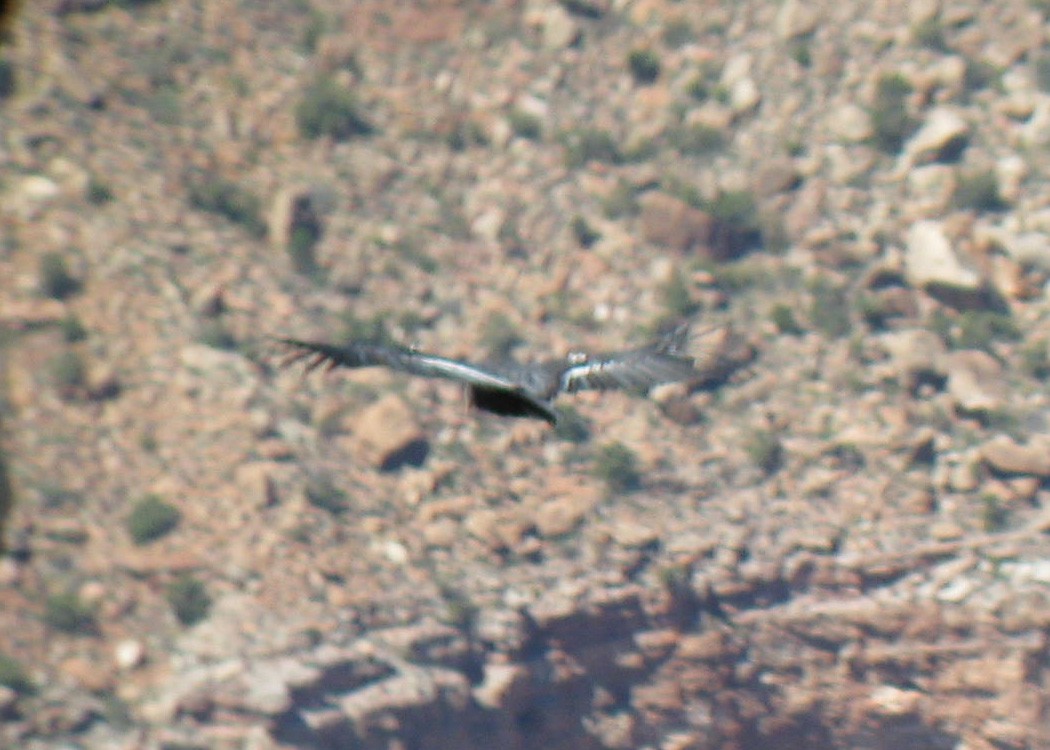 Condor de Californie - ML615186958