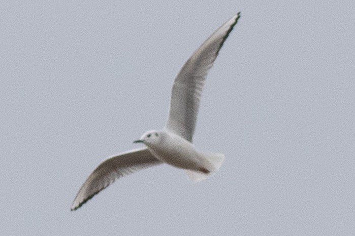 Bonaparte's Gull - David Brown