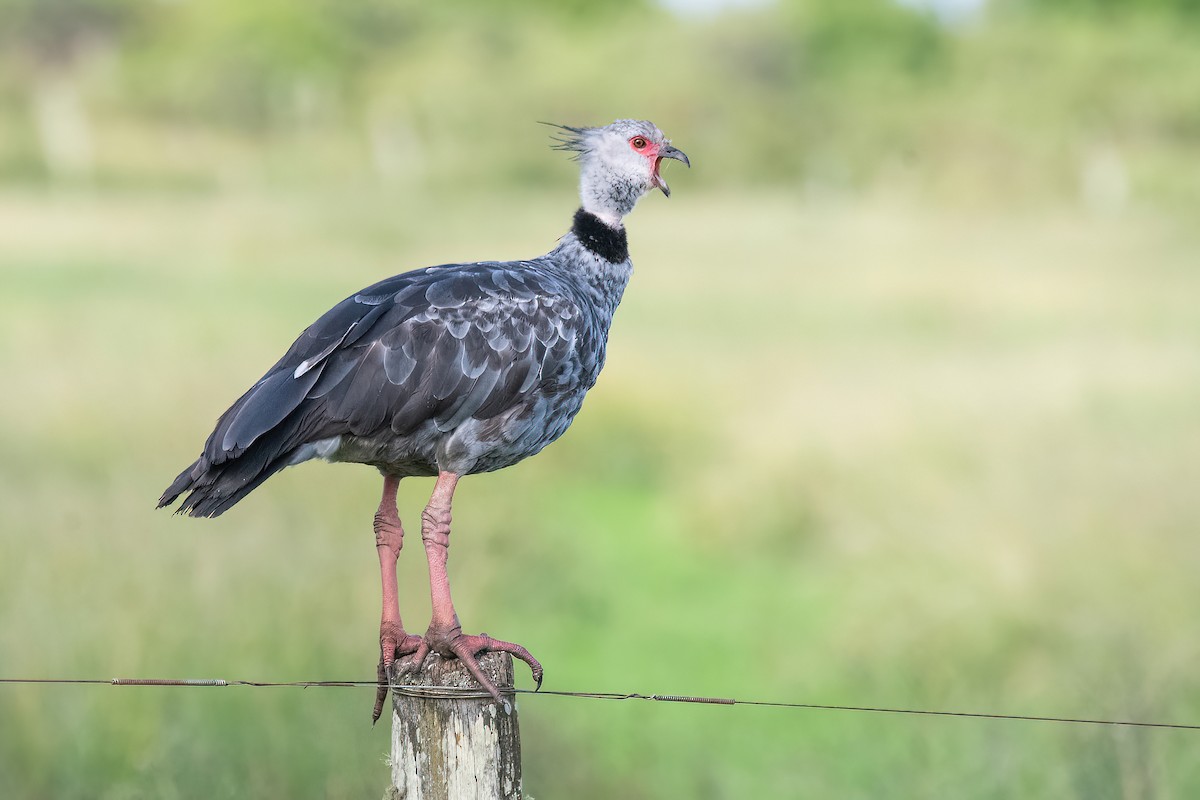 Southern Screamer - ML615187055