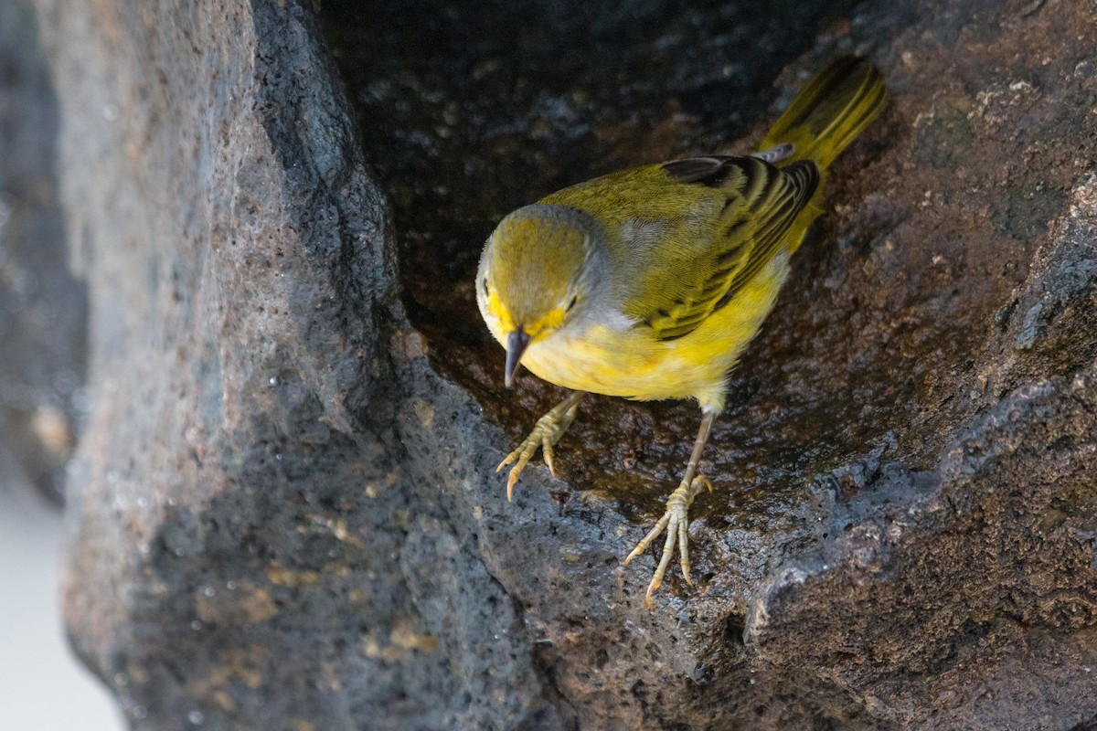 Yellow Warbler (Galapagos) - ML615187126