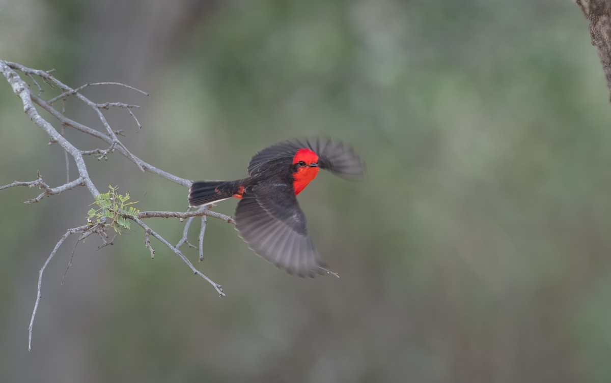 Ateş Renkli Sinekkapan (saturatus) - ML615187128