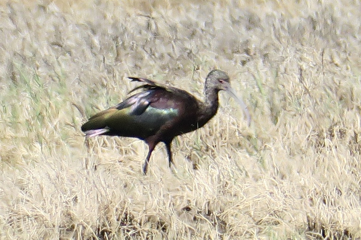 ibis americký - ML615187143