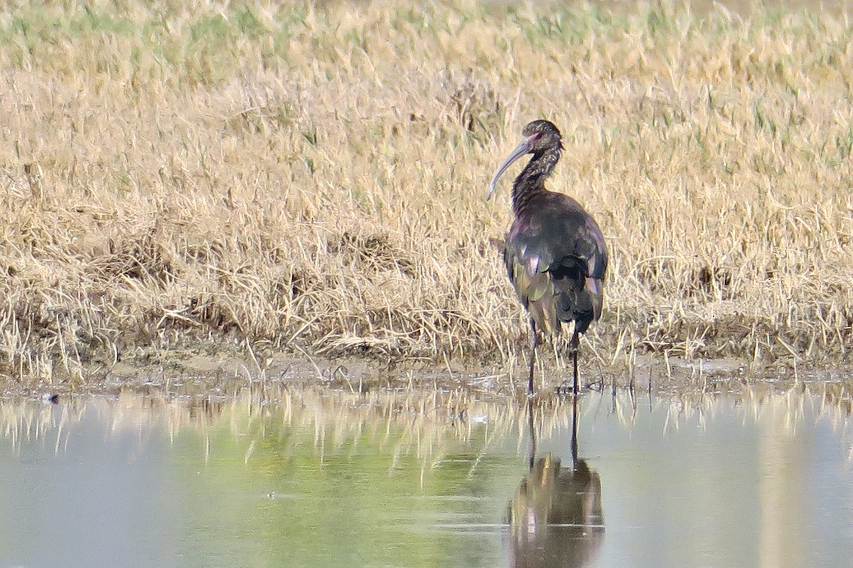 ibis americký - ML615187144