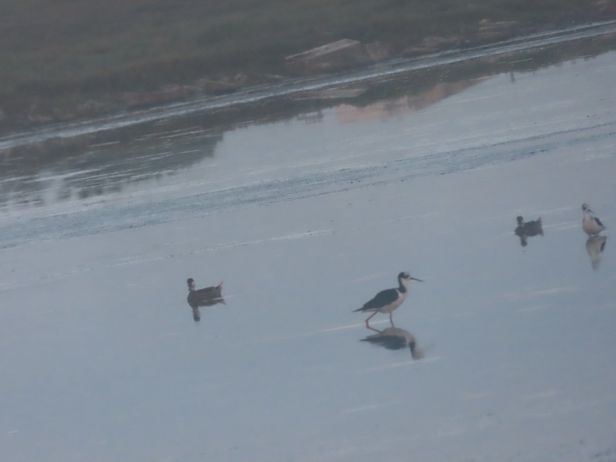 Black-necked Stilt - ML615187145