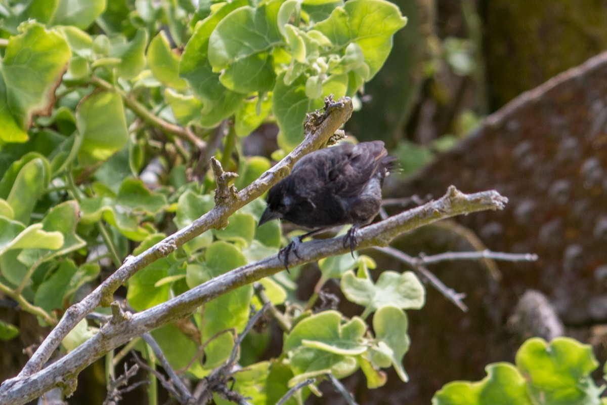 Genovesa Ground-Finch - ML615187189