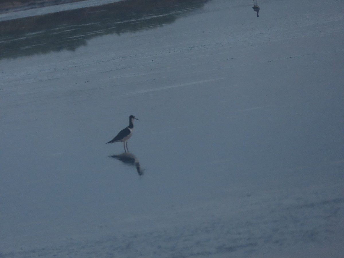 Black-necked Stilt - ML615187285