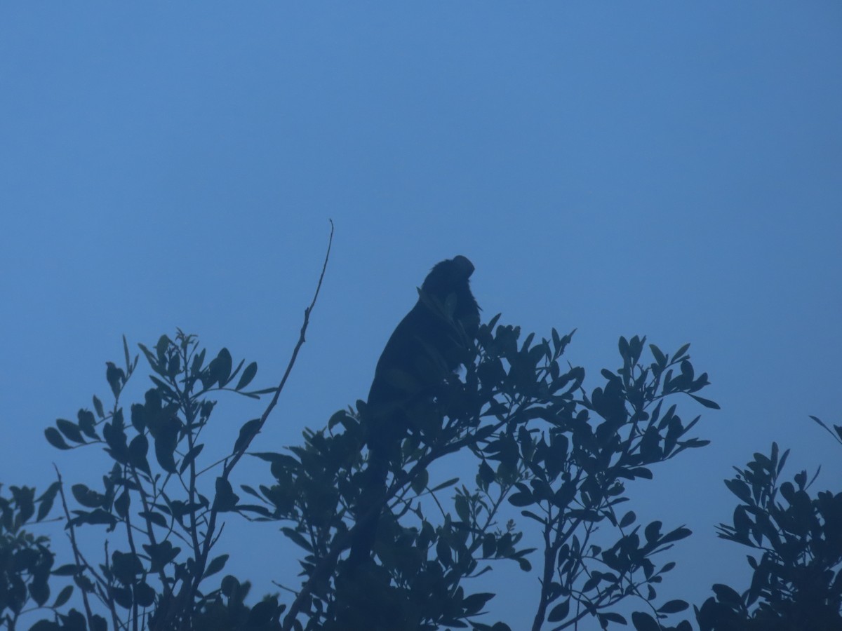 Smooth-billed Ani - ML615187329