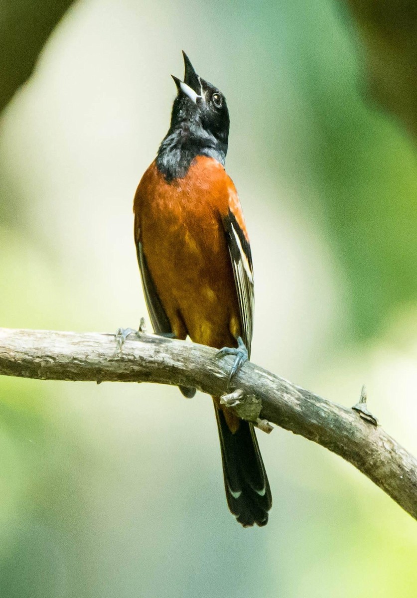 Oriole des vergers - ML615187344