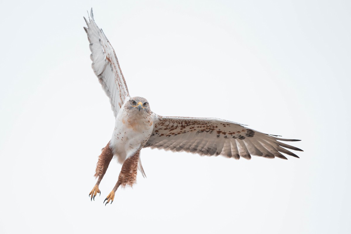 Ferruginous Hawk - ML615187380