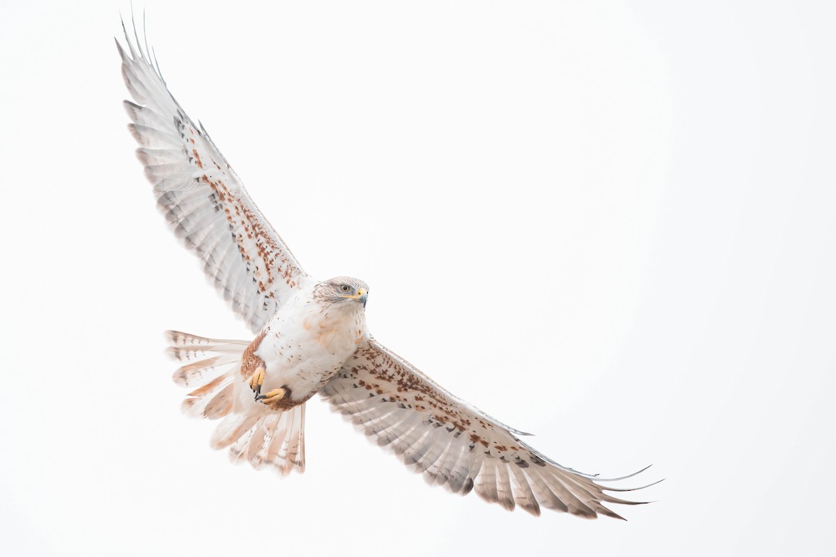 Ferruginous Hawk - ML615187381