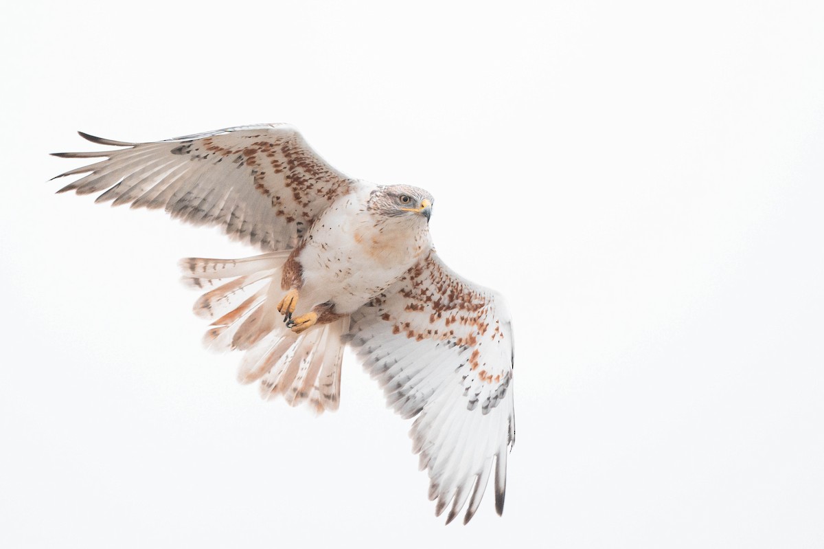 Ferruginous Hawk - ML615187382