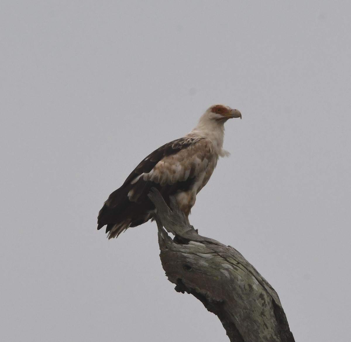 Palm-nut Vulture - ML615187406