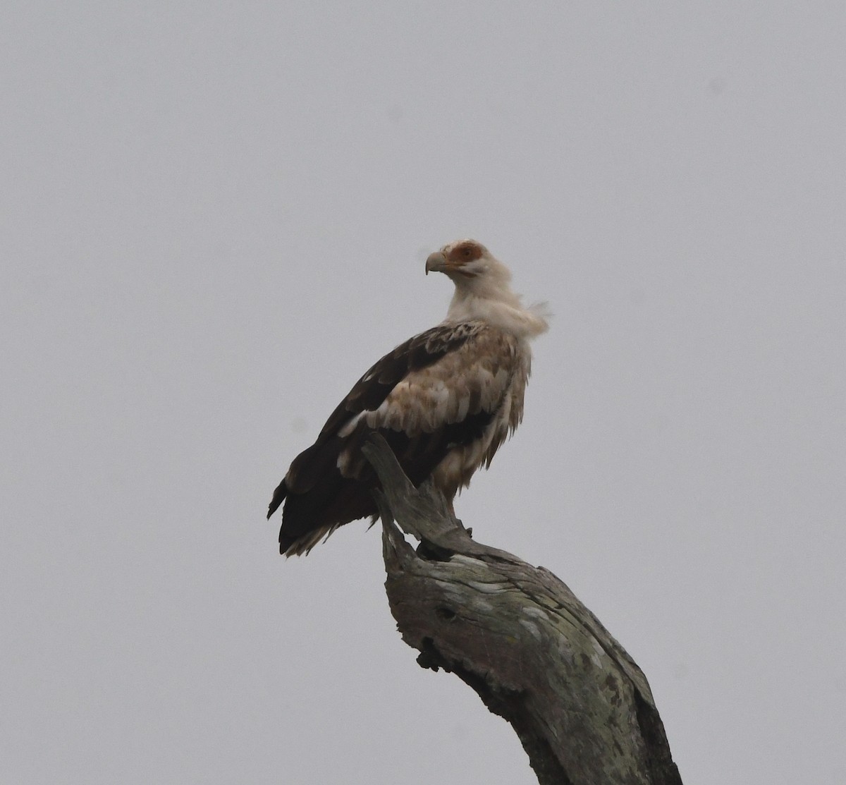 Palm-nut Vulture - ML615187423