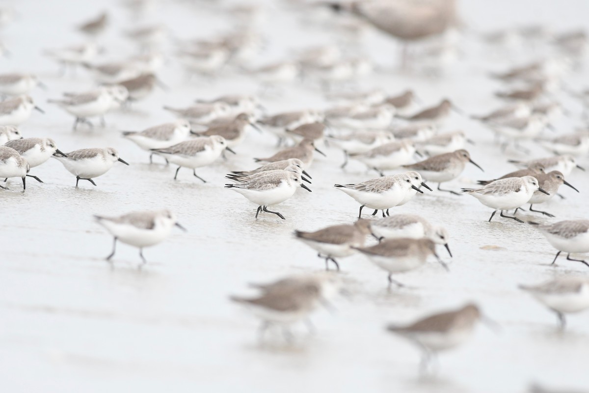 Bécasseau sanderling - ML615187428