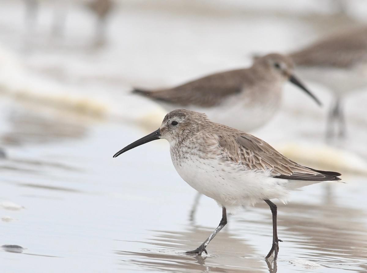 Dunlin - ML615187442