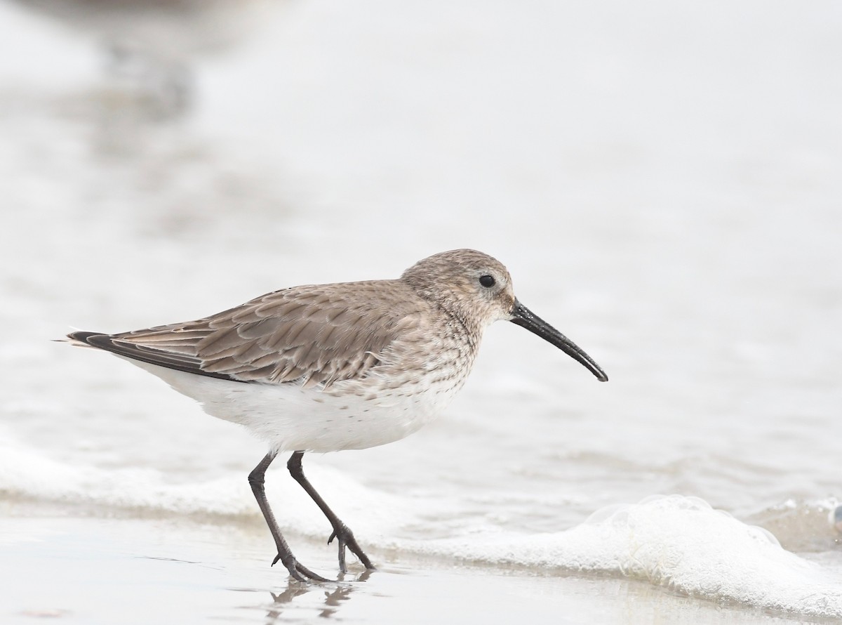 Dunlin - ML615187443
