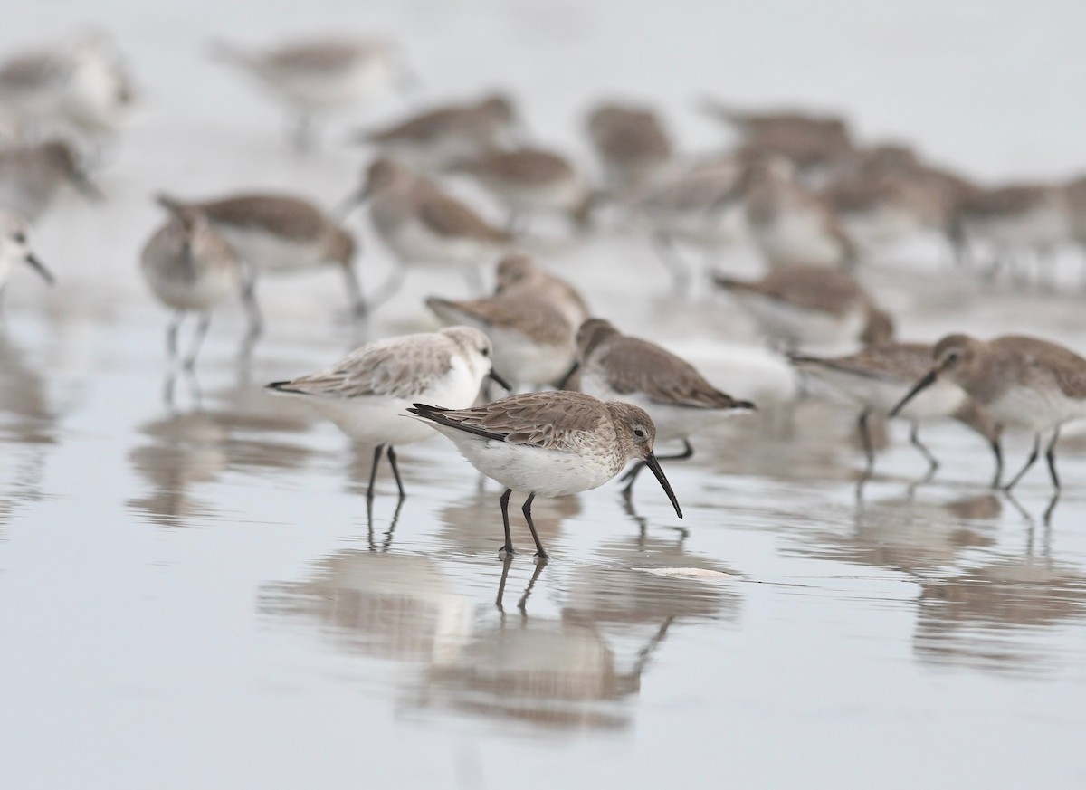 Dunlin - ML615187444