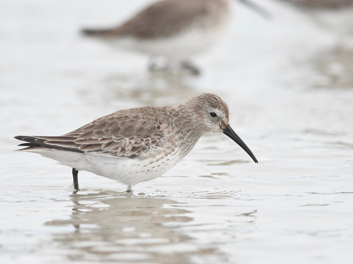 Dunlin - ML615187445