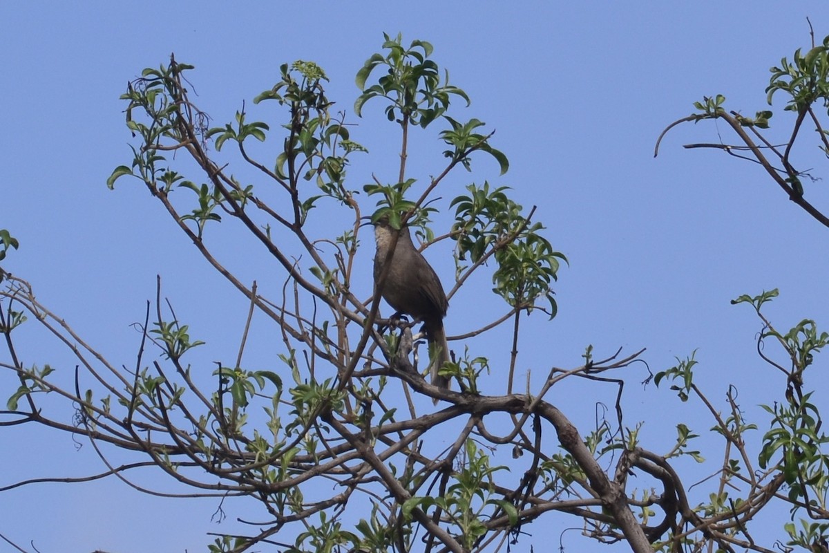 California Thrasher - ML615187507