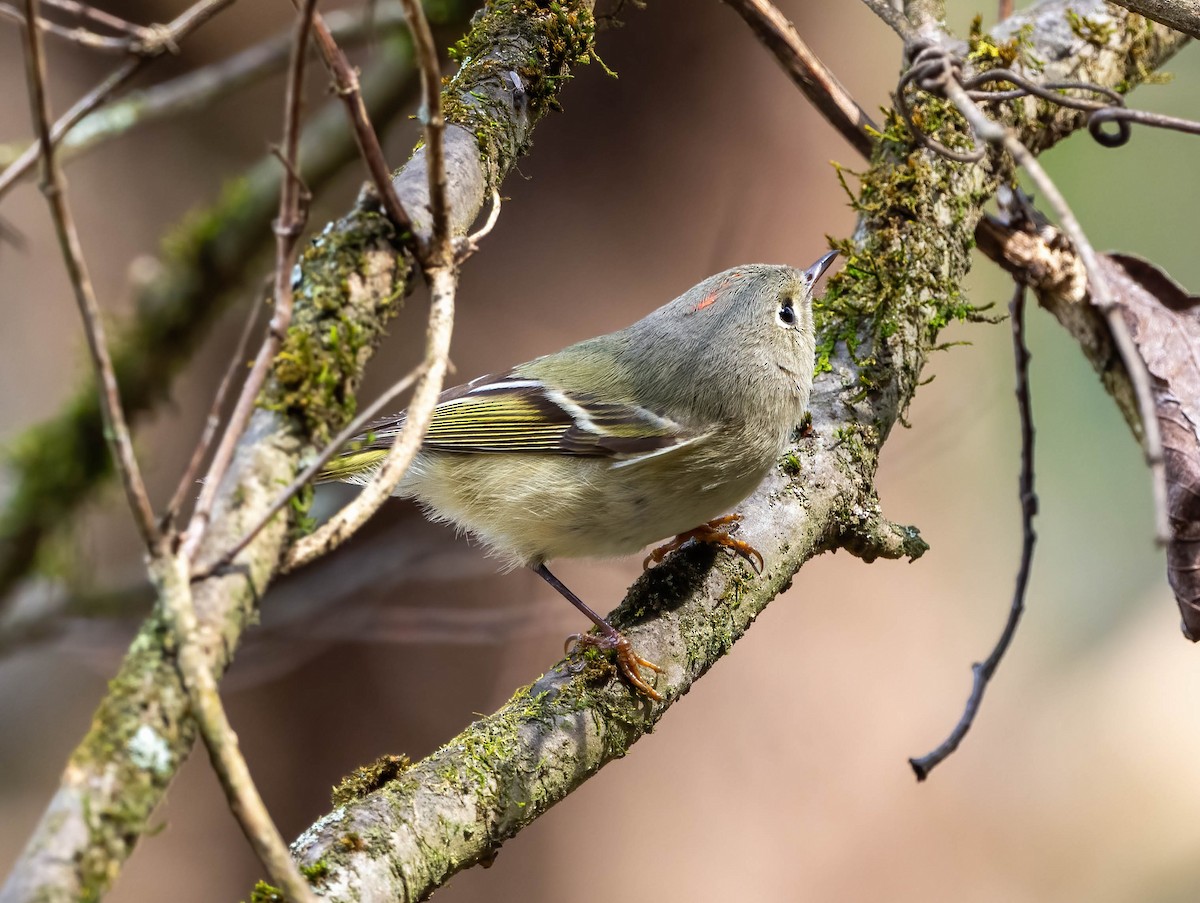 Ruby-crowned Kinglet - ML615187545