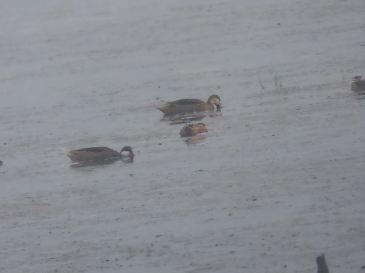 White-cheeked Pintail - ML615187553