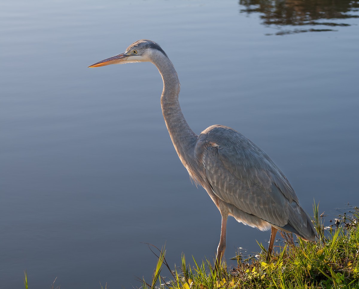 Great Blue Heron - ML615187610