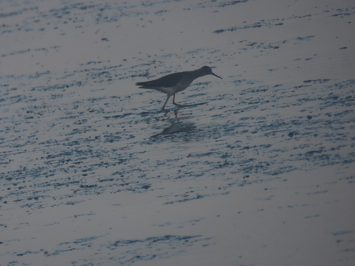 Lesser Yellowlegs - ML615187653