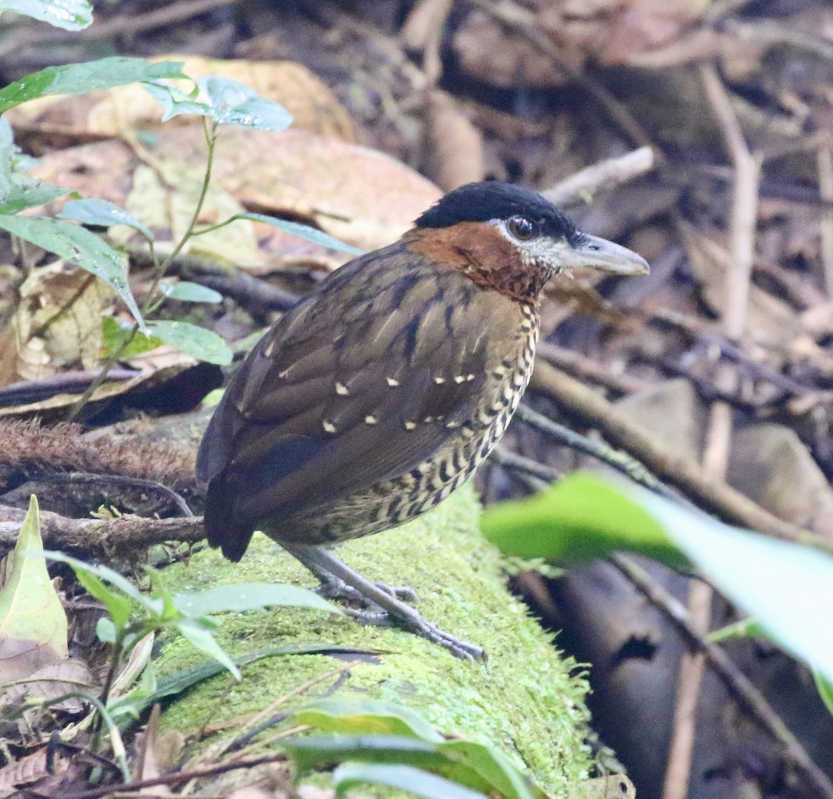 Black-crowned Antpitta - Mike O'Malley
