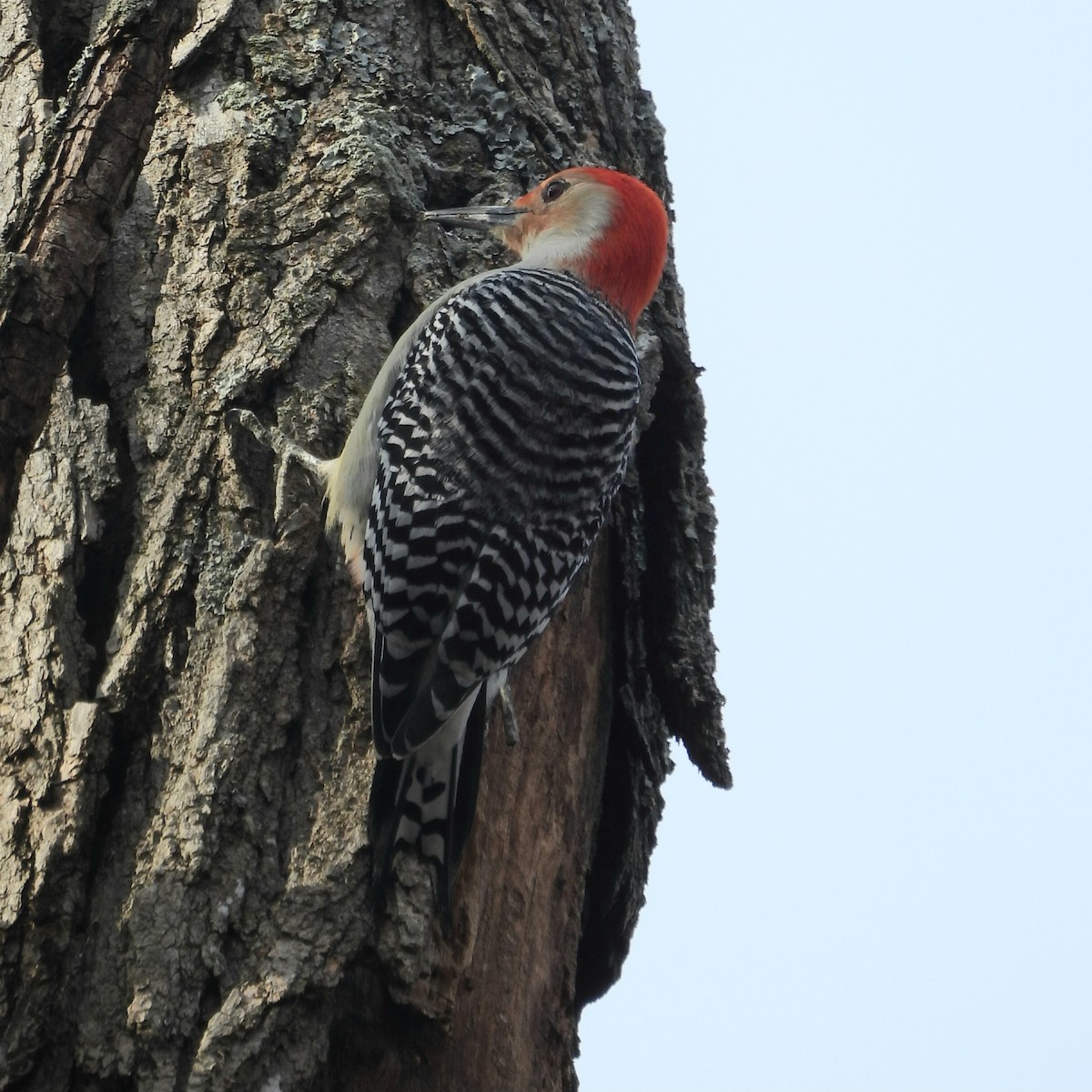Red-bellied Woodpecker - ML615187666