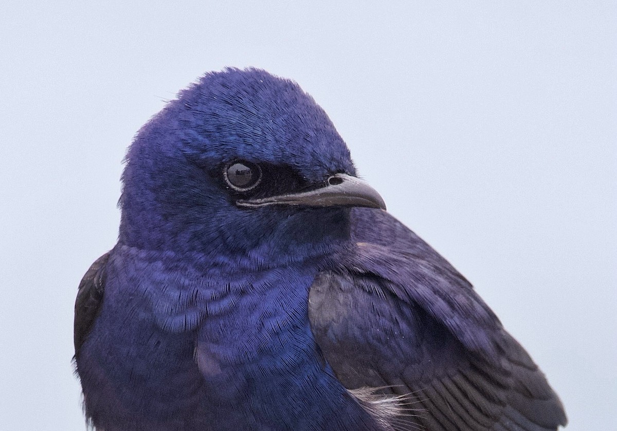 Purple Martin - ML615187675