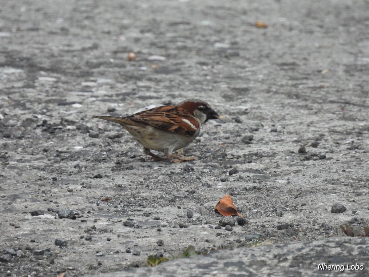 House Sparrow - ML615187681