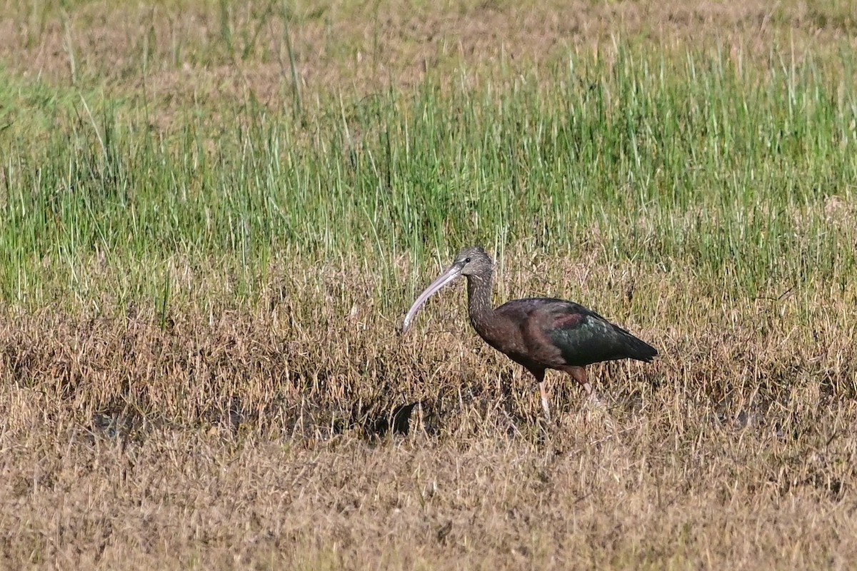 Гялаан билүүс - ML615187686