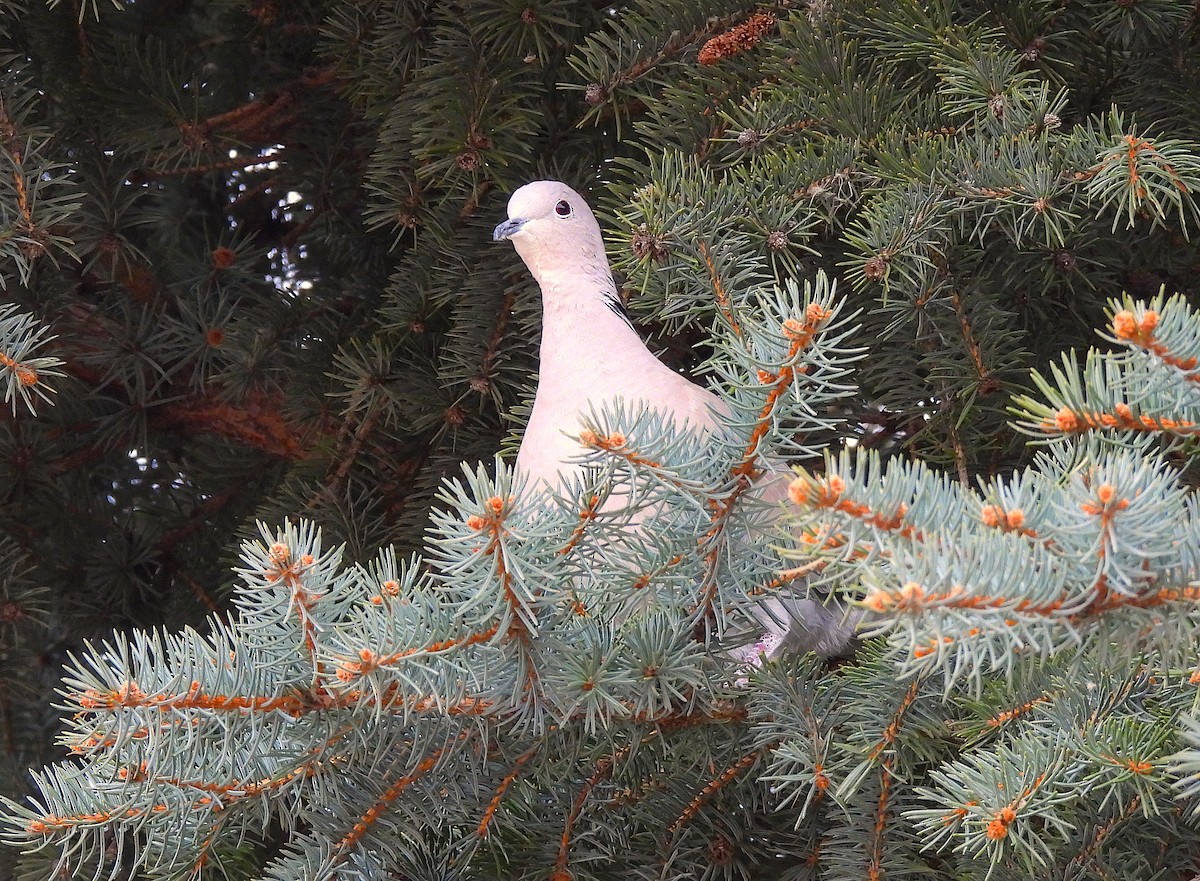 Eurasian Collared-Dove - ML615187699