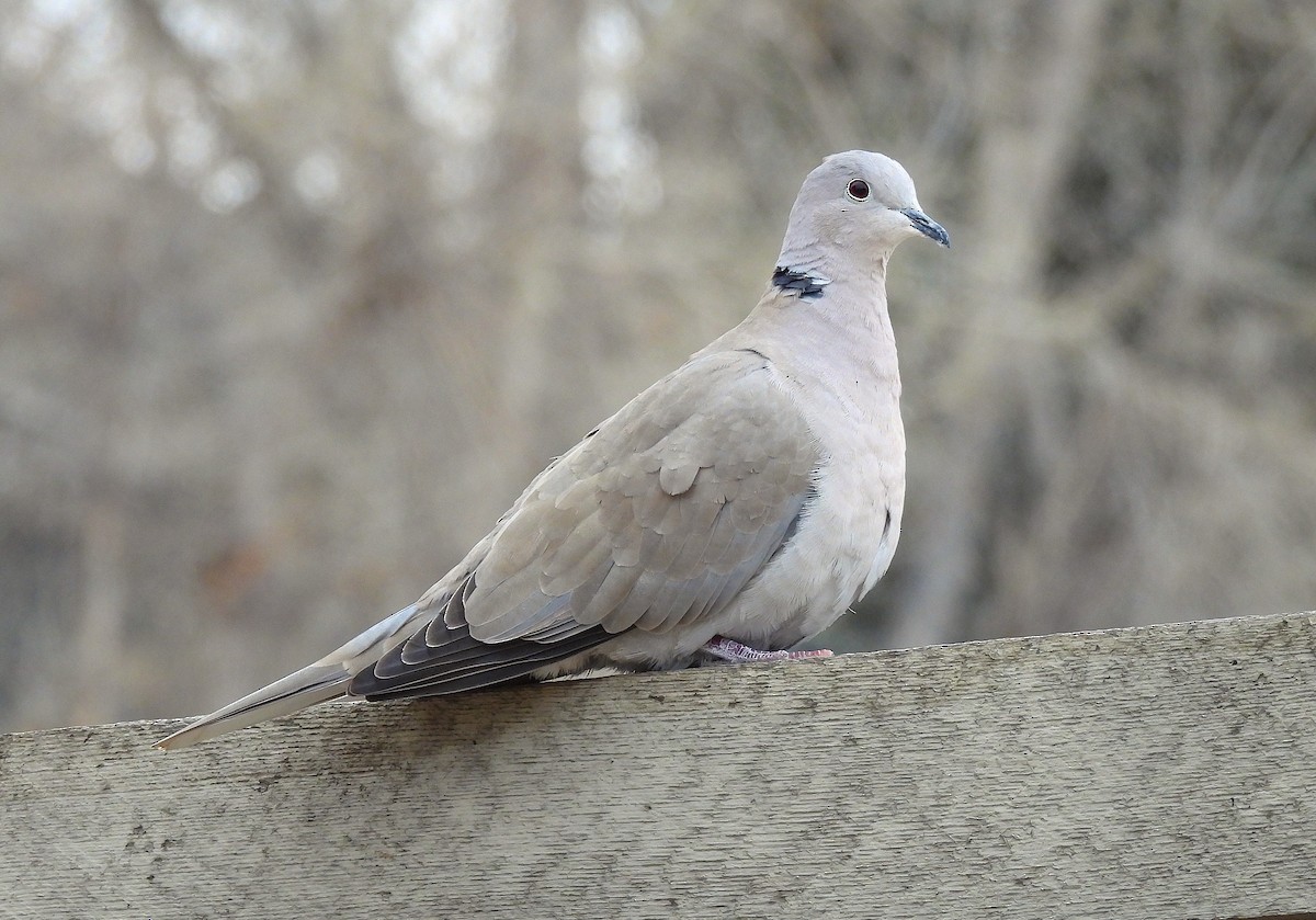 Eurasian Collared-Dove - ML615187700